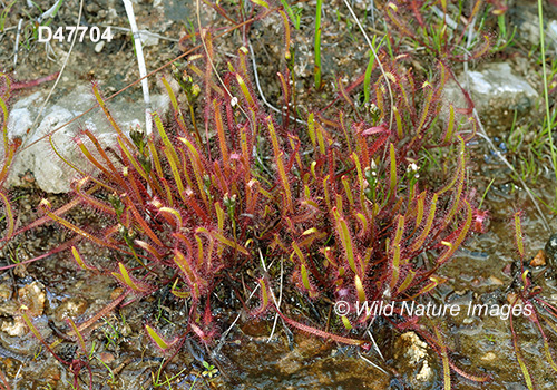 Linear-leaved Sundew (Drosera linearis)